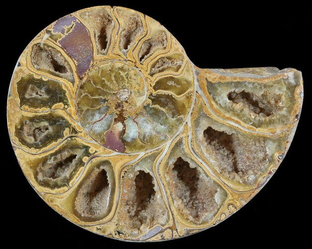 Sliced, Agatized Ammonite Fossil (Half) - Jurassic #54017